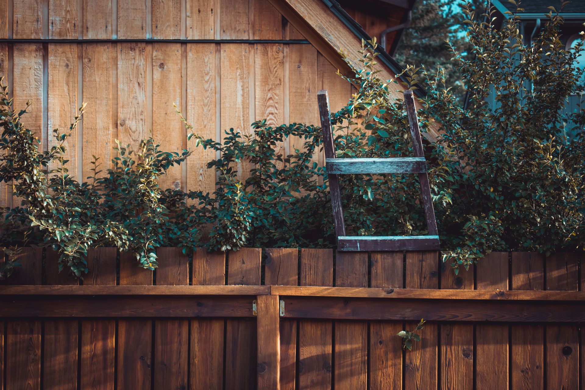 Wooden fence with a ladder and green plants, evoking rustic charm and natural beauty.